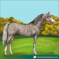 Horse Color:Grullo and Silver Grullo