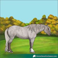 Horse Color:Silver Blue Roan 