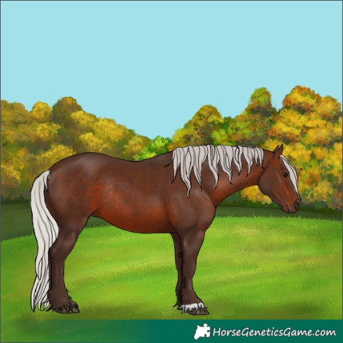 Horse Color:Silver Brown Rabicano 