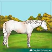 Horse Color:Gray Cremello Sabino 