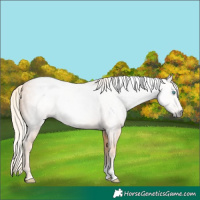 Horse Color:Gray Cremello Sabino 