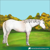 Horse Color:Gray Cremello Sabino 