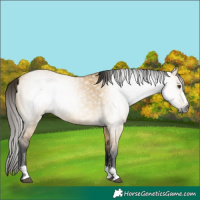 Horse Color:Gray Buckskin Dun 