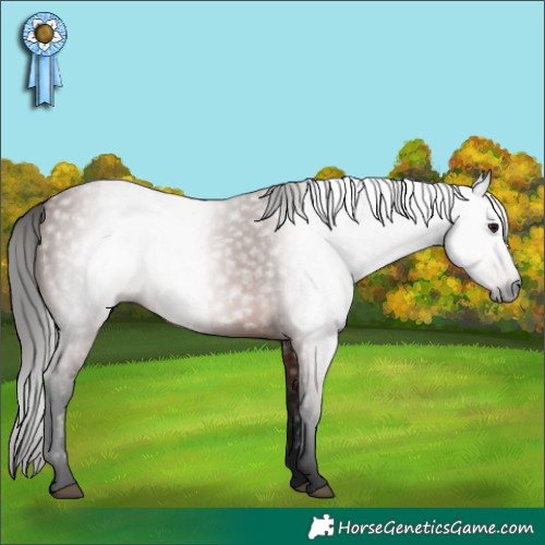Horse Color:Gray Bay 