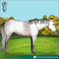 Horse Color:Gray Bay 