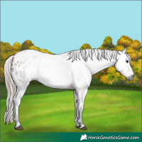 Horse Color:Gray Bay Appaloosa Rabicano 