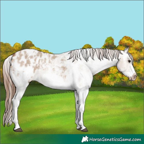Horse Color:Bay Dun Sabino Frame Appaloosa 