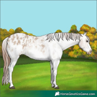 Horse Color:Bay Dun Sabino Frame Appaloosa 