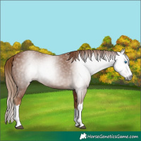 Horse Color:Gray Chestnut Splash 