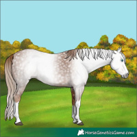 Horse Color:Gray Chestnut Splash 