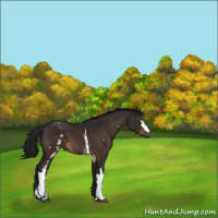 Horse Color:Gray White Spotted Brown 