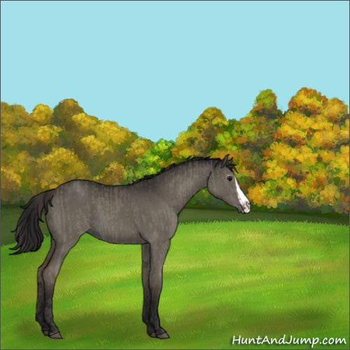 Horse Color:Smoky Grullo Splash and Gray Smoky Grullo Splash