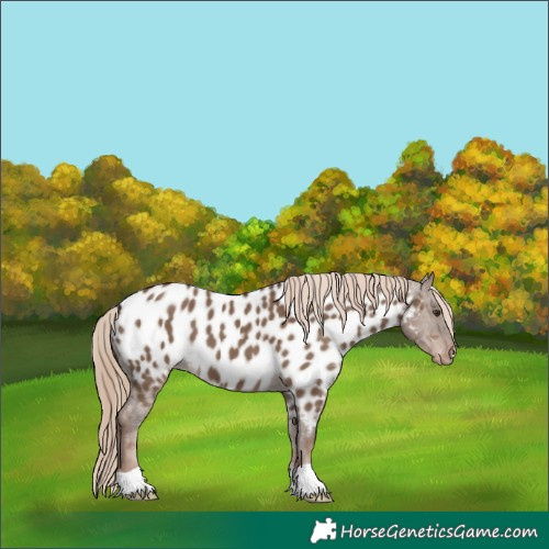 Horse Color:Liver Red Dun Appaloosa 