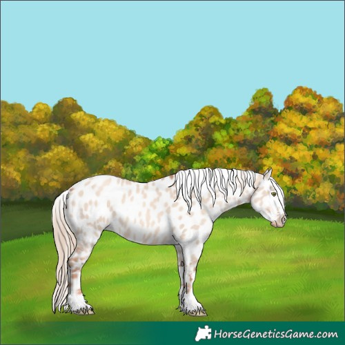 Horse Color:Gold Champagne Dun Appaloosa 