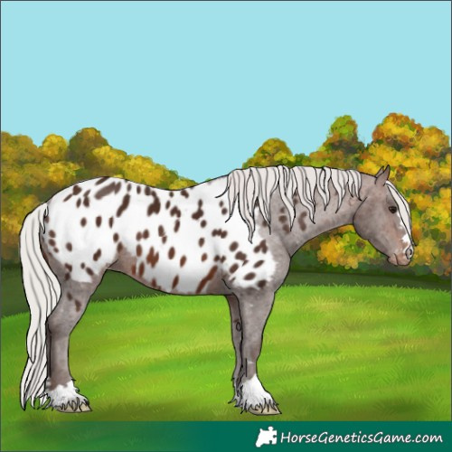 Horse Color:Silver Brown Appaloosa 