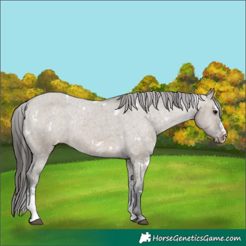 Horse Color:White Spotted Brown Dun Sabino Appaloosa Rabicano 