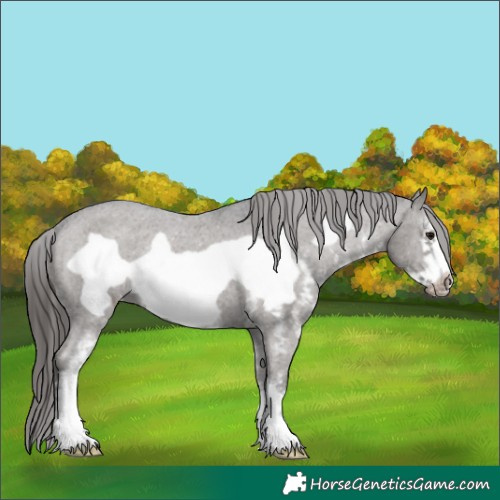 Horse Color:Smoky Black Sabino Frame Appaloosa 