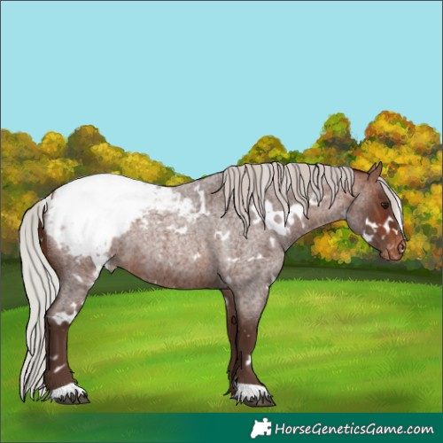 Horse Color:White Spotted Silver Bay Roan Appaloosa 