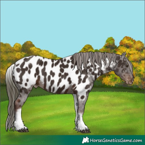Horse Color:White Spotted Liver Chestnut Appaloosa Rabicano 