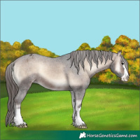 Horse Color:Bay Onyx Appaloosa 
