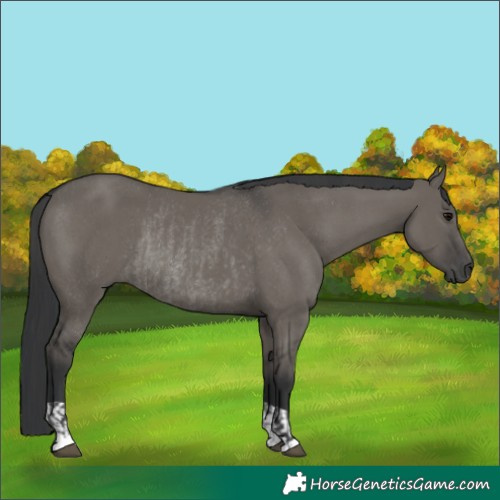 Horse Color:Grullo  and Grullo Rabicano 