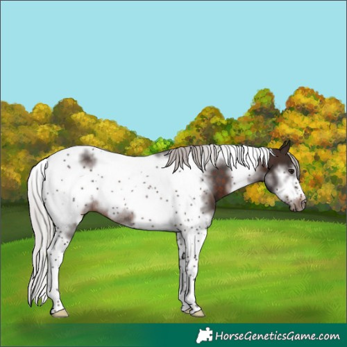Horse Color:Silver Brown Sabino Tobiano Frame Rabicano 