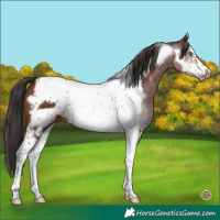 Horse Color:Brown Sabino Tobiano Frame 