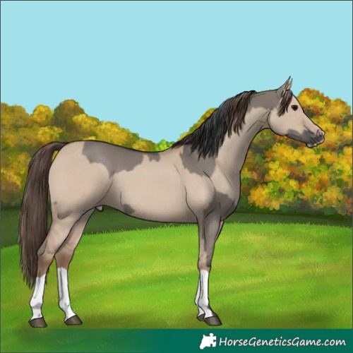 Horse Color:Grullo  and Classic Champagne Dun 