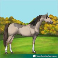 Horse Color:Grullo  and Classic Champagne Dun 