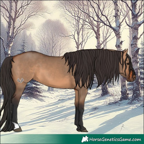 Horse Color:Bay Dun 