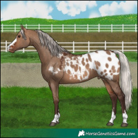 Horse Color:Silver Brown Dun Appaloosa 