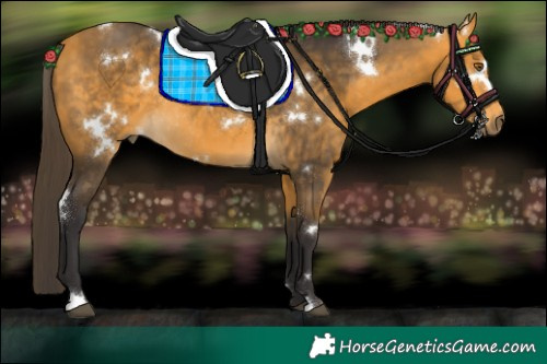 Horse Color:White Spotted Buckskin Rabicano