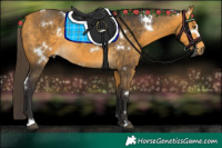 Horse Color:White Spotted Buckskin Rabicano 