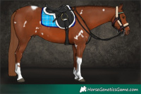 Horse Color:White Spotted Chestnut Tobiano Rabicano