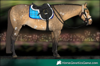 Horse Color:White Spotted Buckskin Dun