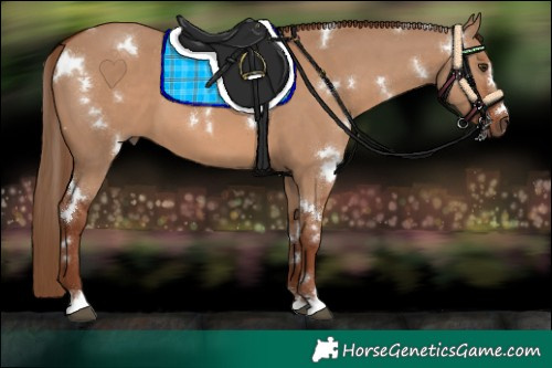 Horse Color:White Spotted Red Dun 