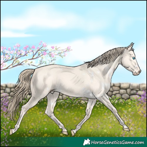 Horse Color:White Spotted Perlino Dun Rabicano 