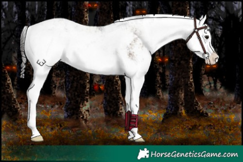 Horse Color:Brown Dun Sabino Splash 