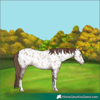 Horse Color:Sable Champagne Dun Appaloosa Rabicano