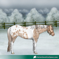 Horse Color:Bay Dun Tobiano Appaloosa Rabicano