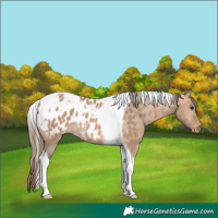 Horse Color:Bay Dun Tobiano Appaloosa Rabicano 