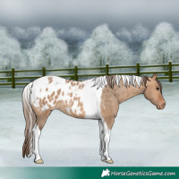 Horse Color:Bay Dun Tobiano Appaloosa Rabicano 