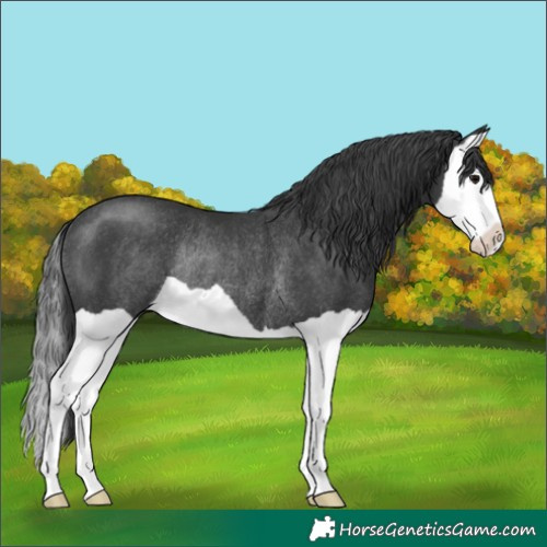Horse Color:Black Splash Rabicano 