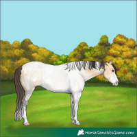Horse Color:White Spotted Buckskin Dun Sabino 