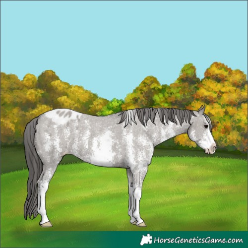 Horse Color:Grullo Sabino Appaloosa 