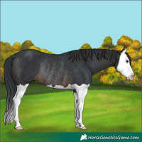 Horse Color:Brown Splash Rabicano 