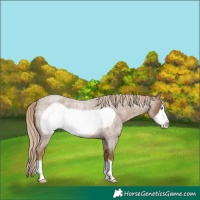 Horse Color:Chocolate Palomino Roan Frame