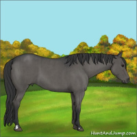Horse Color:Grullo Roan  and Grullo Roan 