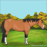 Horse Color:Bay Splash 