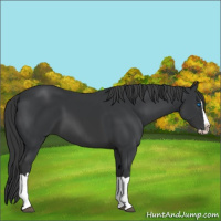 Horse Color:Black Splash